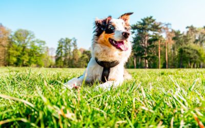 3 Tips for Keeping Your Pet Cool