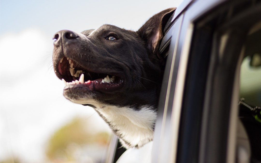 Take the Fear Out of Visiting the Veterinarian