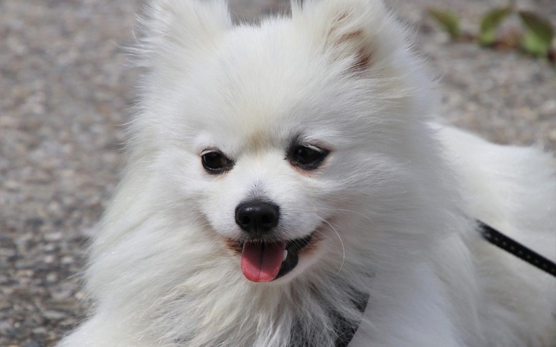 How to Teach Your Dog to Focus on Walks