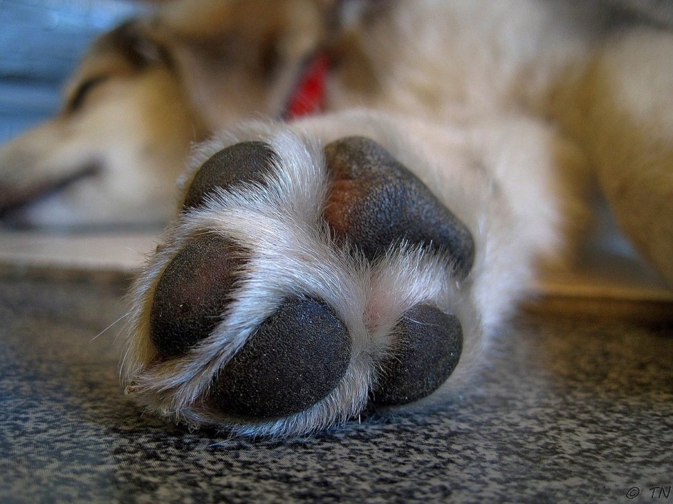 Why Does My Dog Lick Their Paws? Washington Family Veterinary Clinic