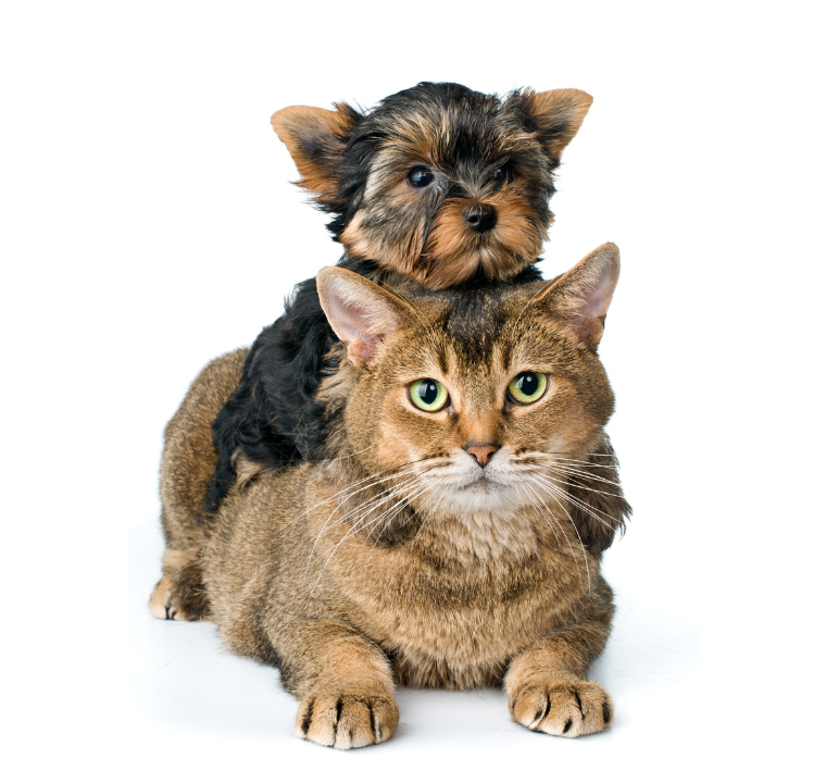 cat and dog image