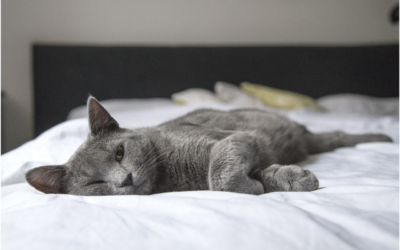 3 Signs of an Anxious Cat