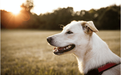 What is Heartworm Disease in Dogs?