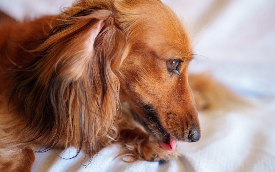 Identifying, Treating, and Avoiding Hot Spots in Pets