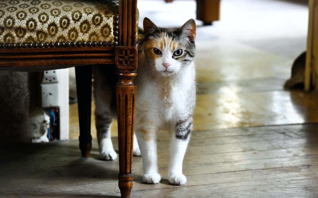 How to Welcome a New Cat into Your Home: The Complete Guide