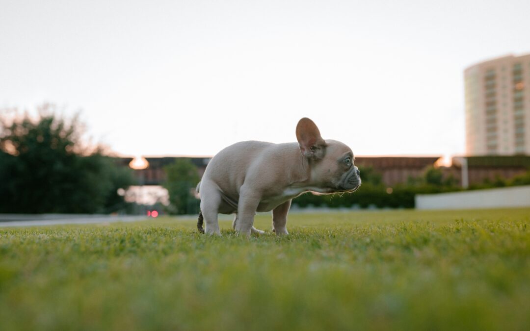 French bulldog puppy going to the bathroom in the park.